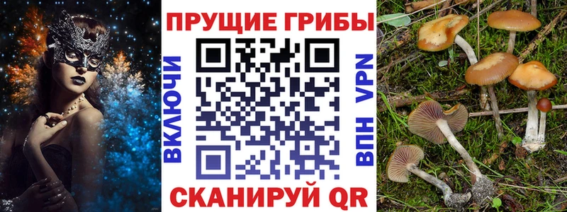 omg зеркало Емва Псилоцибиновые грибы Psilocybine cubensis